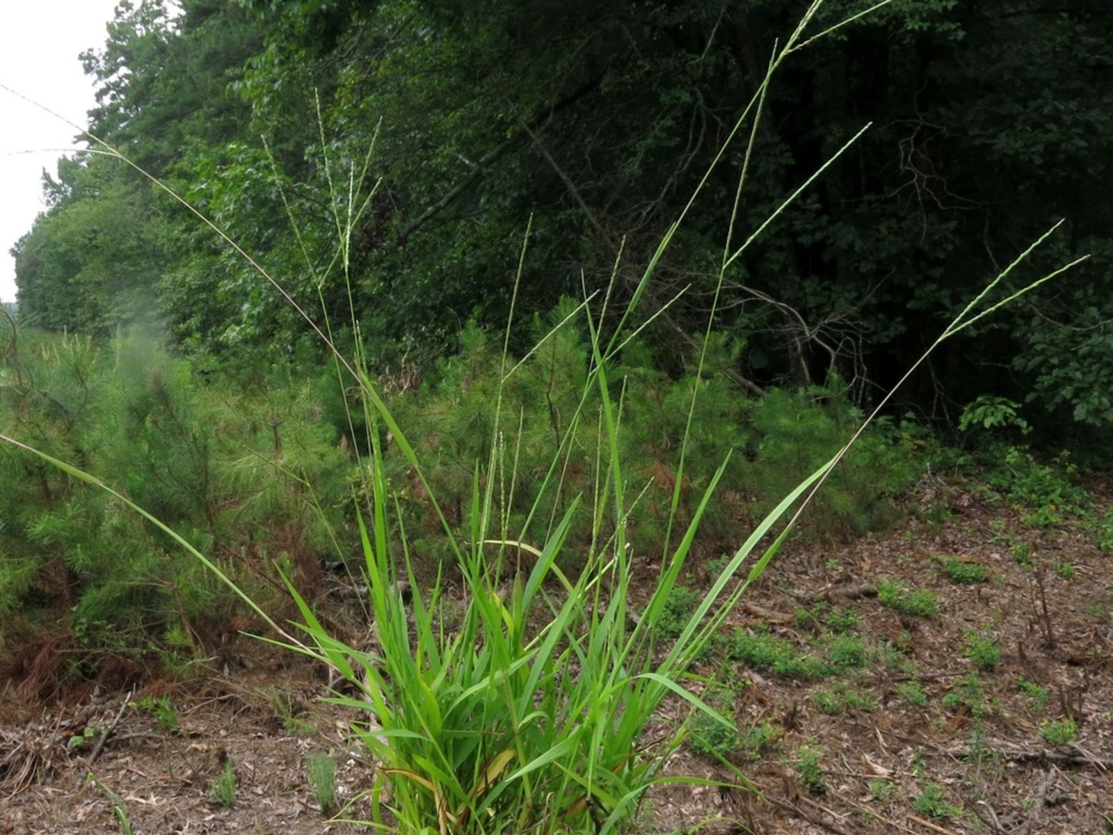 Digitaria violascens